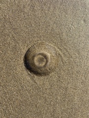 Aequorea