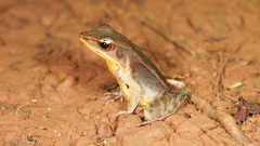 Lithobates warszewitschii