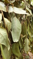 Eucalyptus robusta