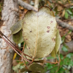 Eucalyptus robusta