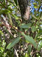 Metrosideros tremuloides