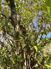 Metrosideros tremuloides