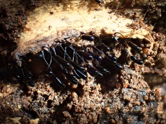 Stemonitopsis typhina