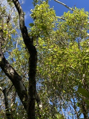 Metrosideros tremuloides