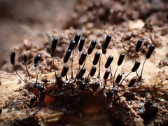 Stemonitopsis typhina