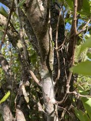 Metrosideros tremuloides