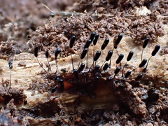 Stemonitopsis typhina