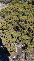 Juniperus zanonii