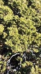 Juniperus zanonii