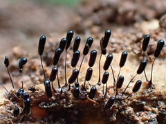 Stemonitopsis typhina