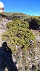 Juniperus zanonii