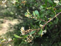 Bursaria spinosa spinosa