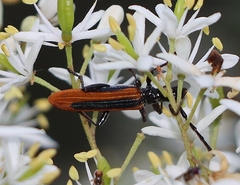 Stenoderus suturalis