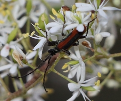 Stenoderus suturalis