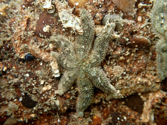 Allostichaster polyplax