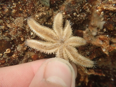 Allostichaster polyplax