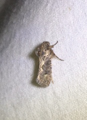 Acrolophus walsinghami