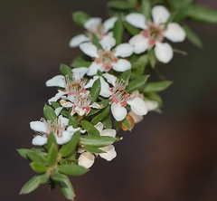Leptospermum lanigerum