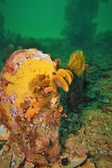 Steginoporella chartacea