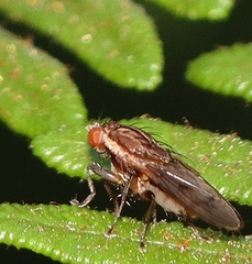 Heleomyzidae