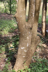 Kigelia africana