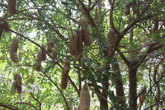 Kigelia africana