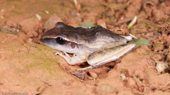 Craugastor mimus