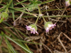 Geranium molle