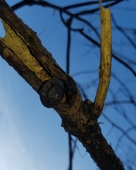 Monadenia infumata