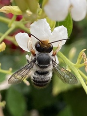 Megachile chrysopyga
