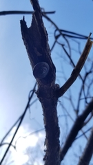 Monadenia infumata