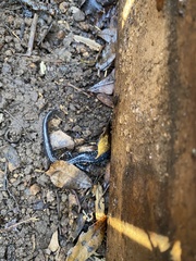 Plethodon glutinosus