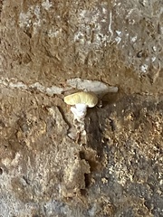 Basidiomycota