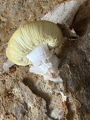 Basidiomycota