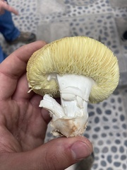 Basidiomycota