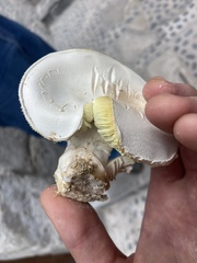 Basidiomycota