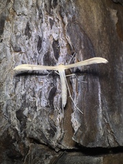 Pterophoroidea