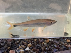 Cyprinella gibbsi
