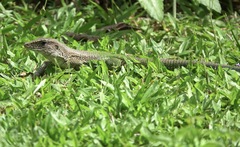 Ameiva ameiva