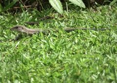 Ameiva ameiva