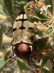 Temognatha secularis