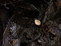 Cryptomarasmius corbariensis