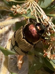 Temognatha secularis