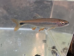 Cyprinella gibbsi
