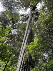 Dacrycarpus dacrydioides