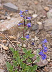 Penstemon procerus aberrans