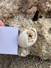 Glycymeris glycymeris