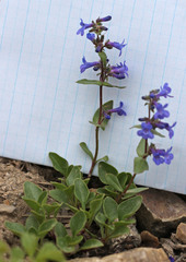 Penstemon procerus aberrans