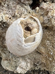 Glycymeris glycymeris