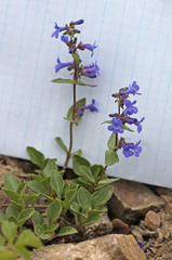 Penstemon procerus aberrans